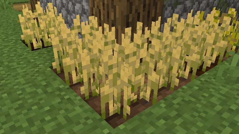 growing wheat in minecraft
